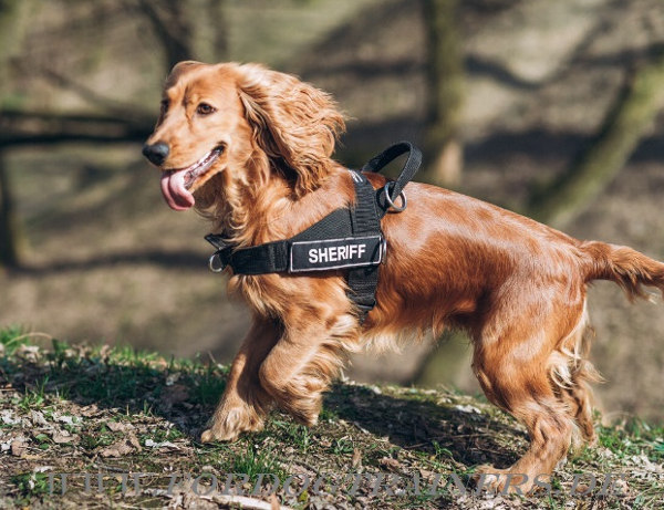 Bestseller ID Geschirr aus Nylon für Spaniel mit Klettlogo